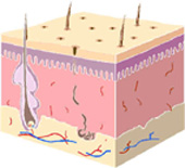 ����� ������� �������