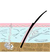 ������� � ������� ������ ����